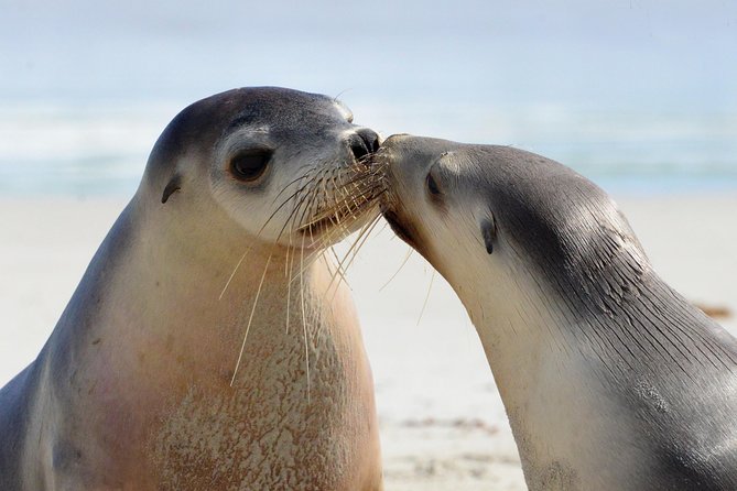 2 day Ultimate Kangaroo Island with return ferry - Day 1 at Seal Bay Conservation Park: the sea lions are the main event