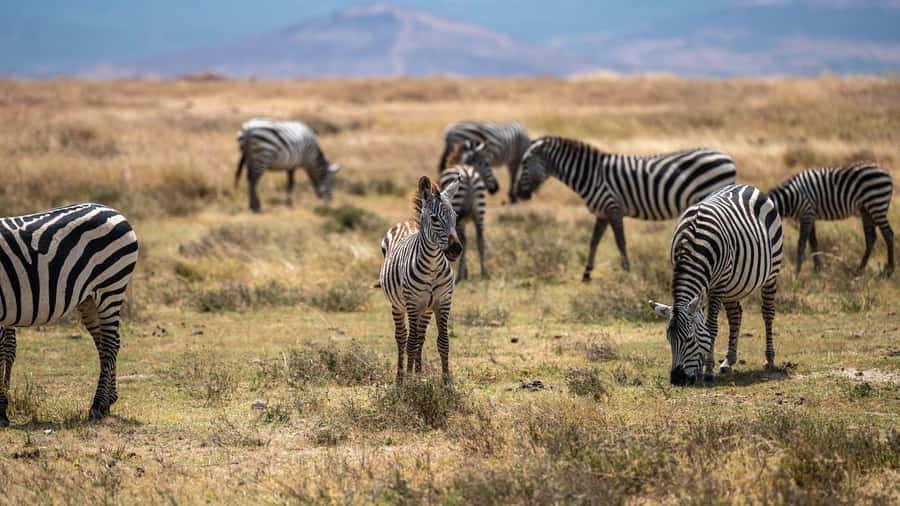 3 DAYS, 2 NIGHTS SAFARI FROM ZANZIBAR TO MIKUMI BY FERRY. - Maasai village visit: a culture stop you can actually talk to