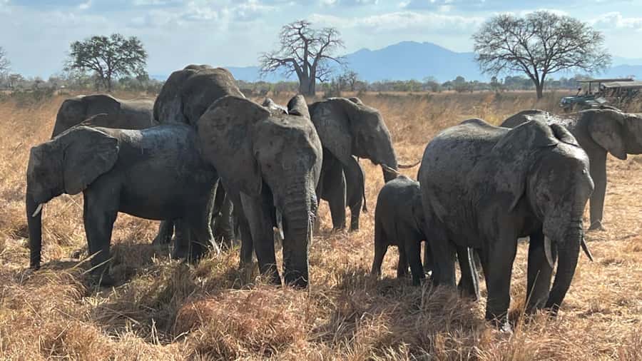 3 DAYS, 2 NIGHTS SAFARI FROM ZANZIBAR TO MIKUMI BY FERRY. - Price and value: does $730 make sense?