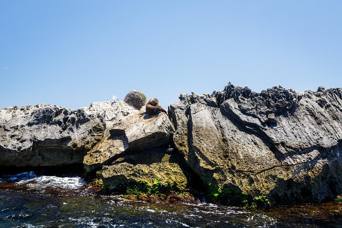 Adventure Rottnest Tour with Ferry & Adventure Cruise - Your free afternoon on Rottnest: bikes, swimming, and quokkas