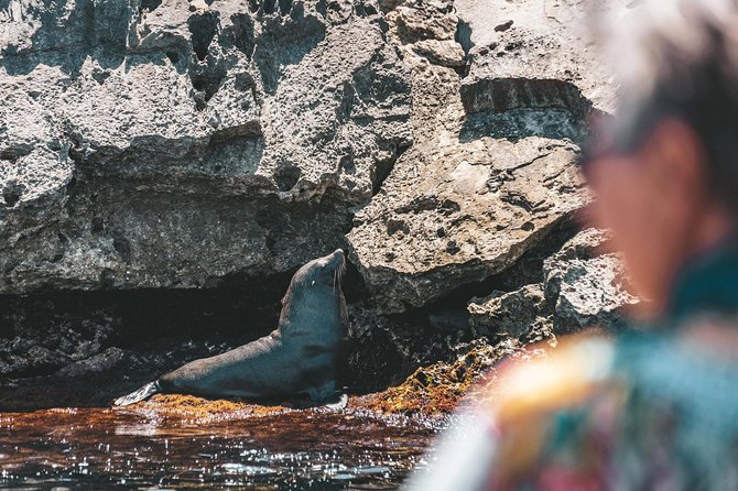 Adventure Rottnest Tour with Ferry & Adventure Cruise - The 90-minute adventure cruise: why you come back damp and grinning