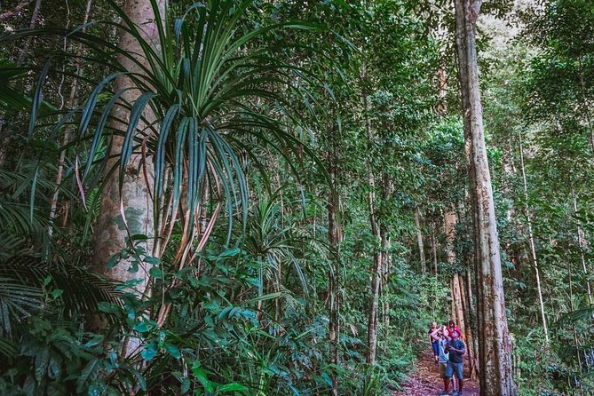 Afternoon Fitzroy Island Escape – Return Ferry Included - Island trails and the Summit track mindset
