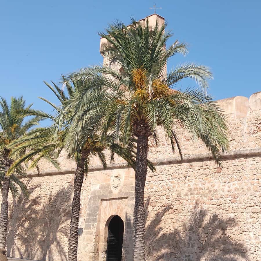 Alicante/Torrevieja: Excursion to Tabarca by ferry, Santa Pola, and Laguna Rosa - Price value: what $68 buys when you count the parts
