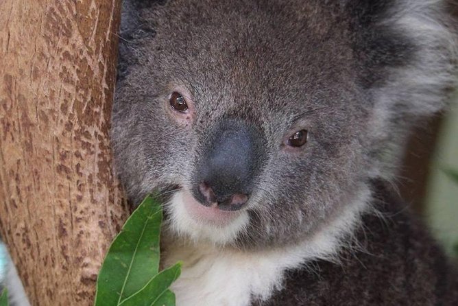 All Inclusive Blue Mountain,Scenic World,Lunch,Koalas,ferry - Scenic World Blue Mountains: The Rides That Justify the Tour