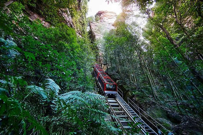 All Inclusive Blue Mountain,Scenic World,Lunch,Koalas,ferry - Featherdale vs Sydney Zoo: Koalas and Kangaroos Time