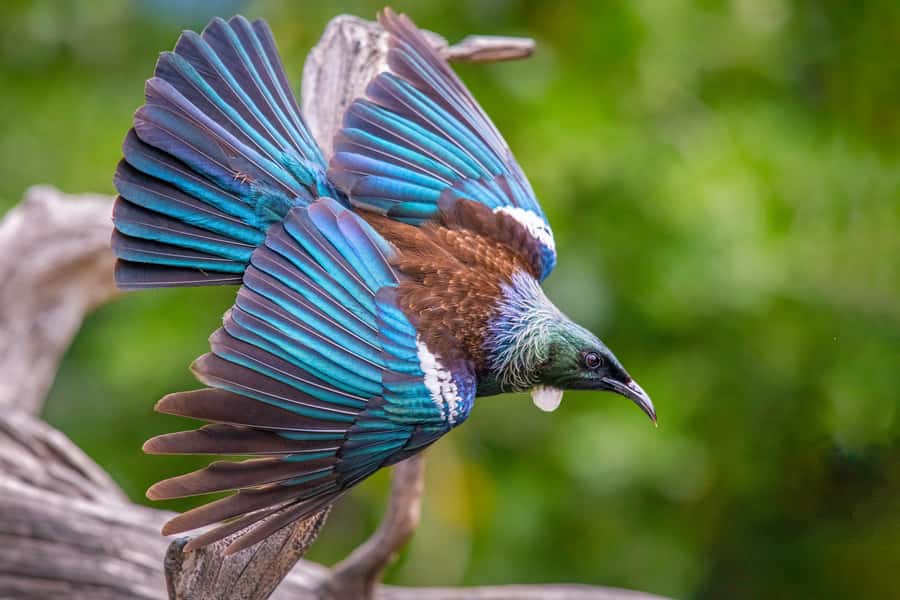 Auckland: Tiritiri Matangi Island Ferry - Key things to know before you go