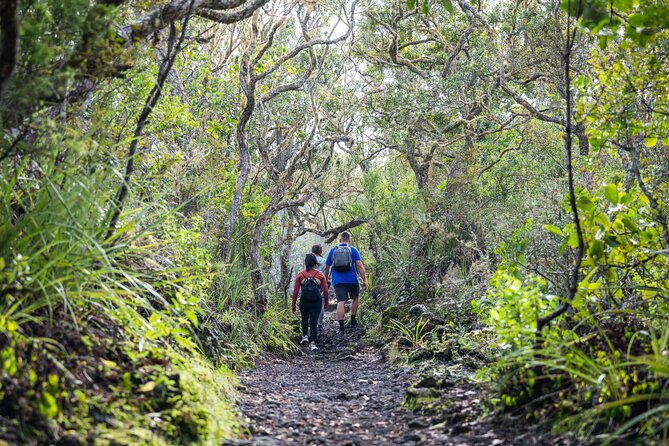 Auckland to Rangitoto Island Ferry - What to pack: food, water, sunscreen, and weather gear that actually helps