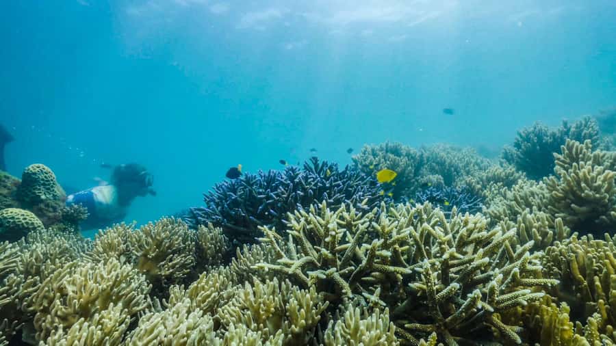 Cairns: Fitzroy Island Ferry with Optional Lunch & Activity - Optional extras you can add once you’re on the island