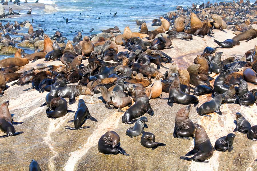 Cape Town: Robben Island Ferry Ticket and Townships Tour - Walking the Langa townships: what your feet learn