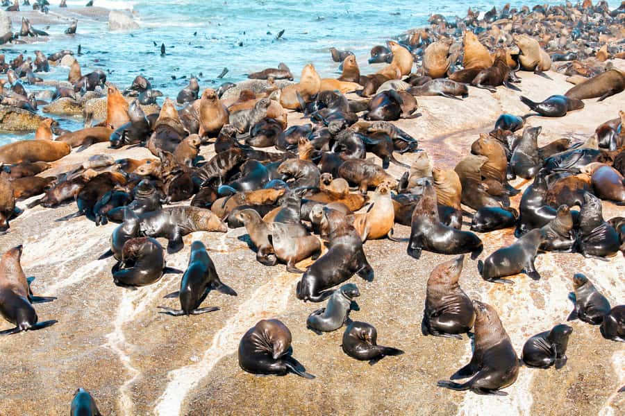 Cape Town: Robben Island Ferry Tour with 1-Way Hotel Pickup - Price and value: why $71 can feel fair or pricey