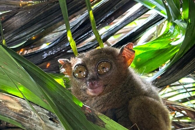 Cebu-Bohol Day Tour + Ferry Tickets - Key highlights you’ll actually care about
