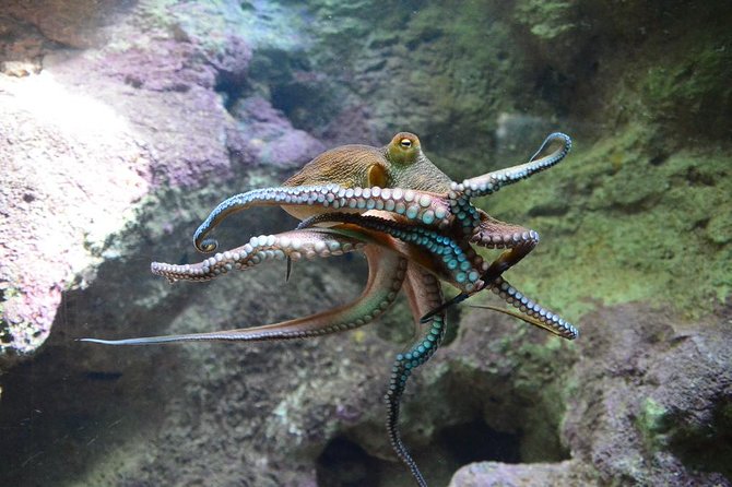 Crystal Caves, Aquarium, City of Hamilton and Ferry - Hamilton for shopping and a quick local orientation