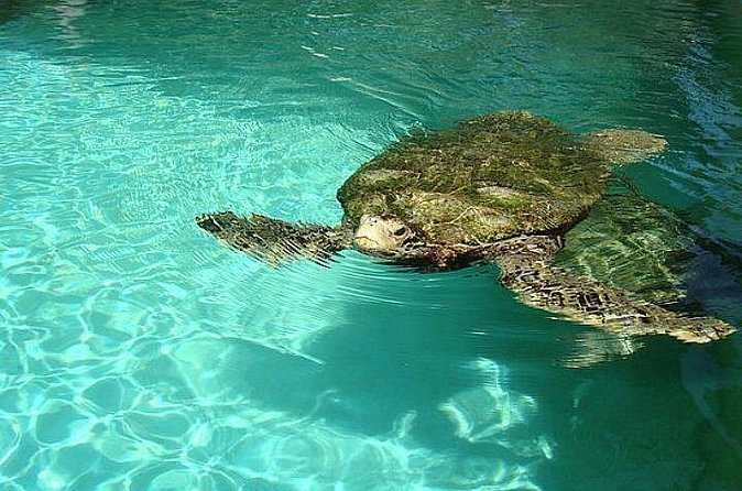 Crystal Caves, Aquarium, City of Hamilton and Ferry - Logistics that affect your day more than you’d expect