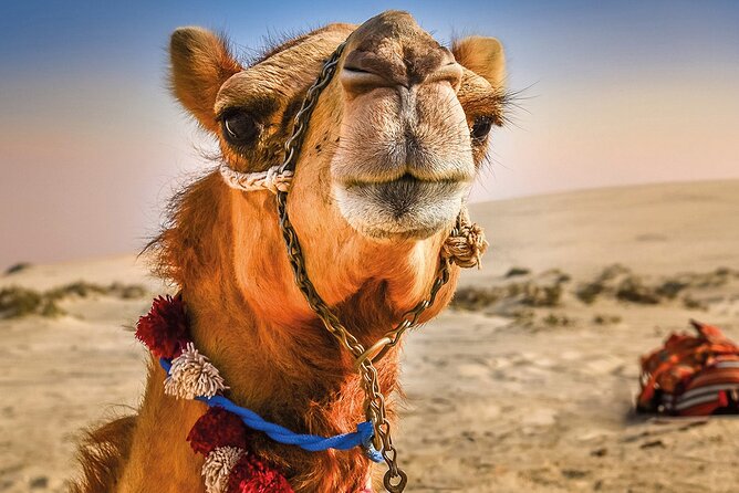 Cultural excursion for one day to Tangier with ferry included - Tarifa Ferry to Tangier: Why the schedule actually matters