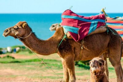 Cultural excursion for one day to Tangier with ferry included - Medina, Kasbah, and souk walking: where Tangier feels real