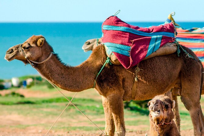 Cultural excursion for one day to Tangier with ferry included - Medina, Kasbah, and souk walking: where Tangier feels real