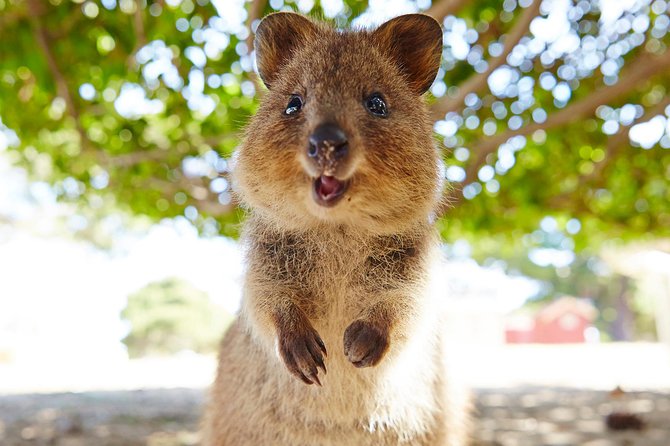 Discover Rottnest with Ferry & Bus Tour - Swan River Ferry First: A Scenic Start That Can Get Choppy