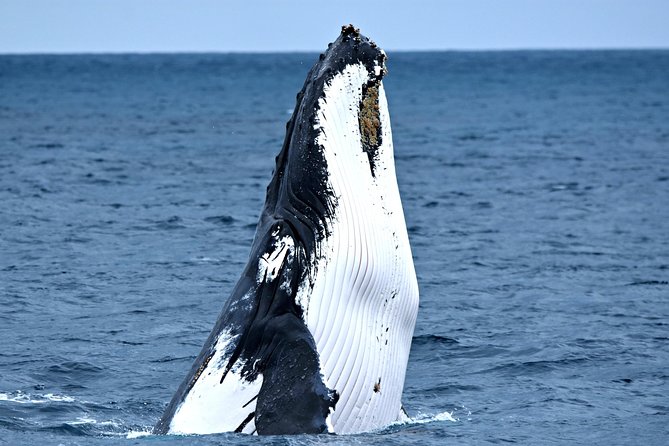Discover Rottnest with Ferry & Bus Tour - Should You Book the Rottnest Ferry & Bus Day Trip?