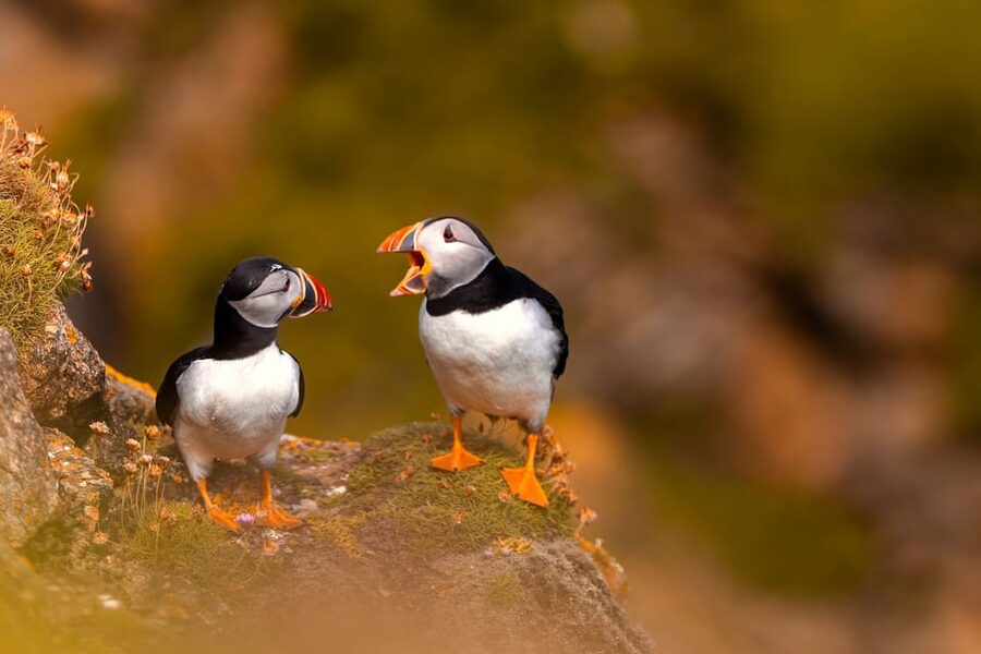 Dublin: Ferry from Howth to Ireland's Eye island - Birdwatching without the “tour bus” feeling