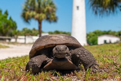Egmont Key Ferry from Ft. DeSoto Park - Wildlife on the Way Over: Realistic Chances and Good Viewing Habits