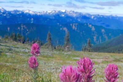 Explore Olympic National Park from Seattle through Van /Ferry - Hurricane Ridge: cold air, snow, and deer watching