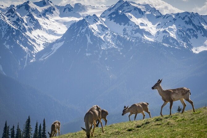 Explore Olympic National Park from Seattle through Van /Ferry - Guides, pacing, and why timing matters
