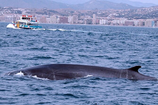 Ferry Benalmádena <> Fuengirola - Who should book this ferry (and who might prefer another option)