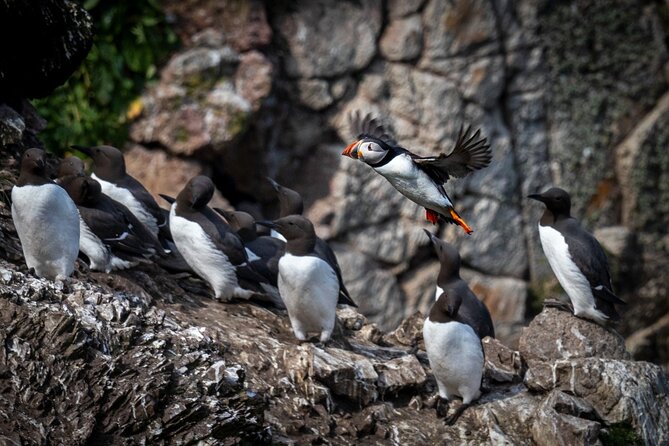 Ferry to Ireland's Eye in Howth - Key things to know before you go