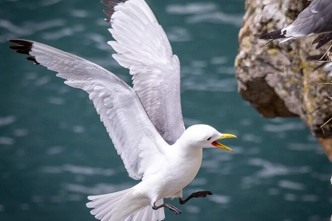 Ferry to Ireland's Eye in Howth - Who this ferry is best for (and who should think twice)