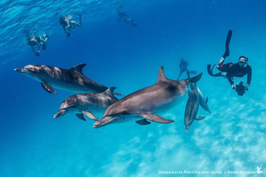 From Fort Lauderdale: Bimini Island Day Trip by Ferry - Should you book Admiral Tours Miami’s Fort Lauderdale to Bimini day trip?