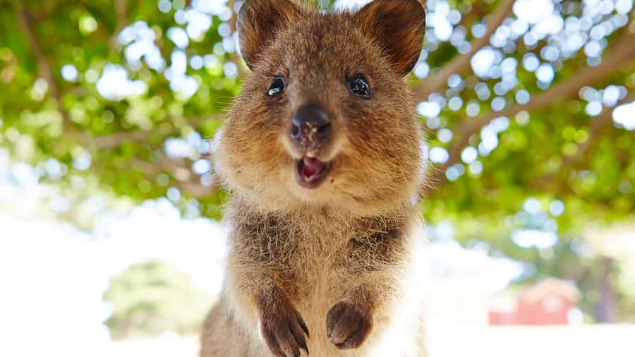 From Fremantle: Rottnest Island Ferry & Bus Day Tour - Price and value: what you’re really paying for at $112