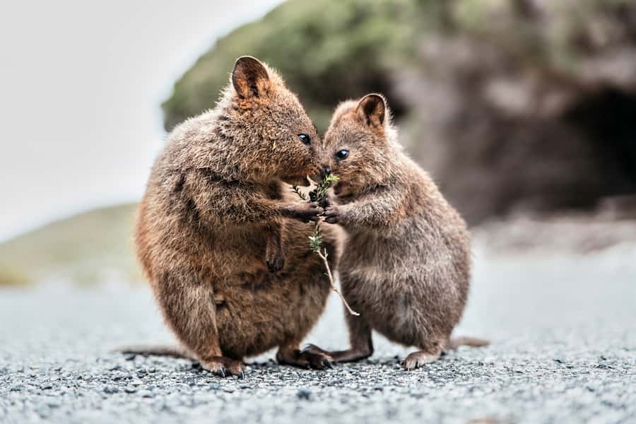 From Perth or Fremantle: Rottnest Island Ferry and Bus Tour - Why Rottnest works as a day trip (even when you have zero planning)