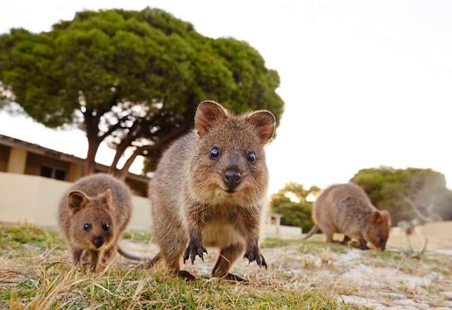 From Perth: Rottnest Island Ferry & Bike Trip - Food, water, and what to pack so your day stays fun (not frantic)