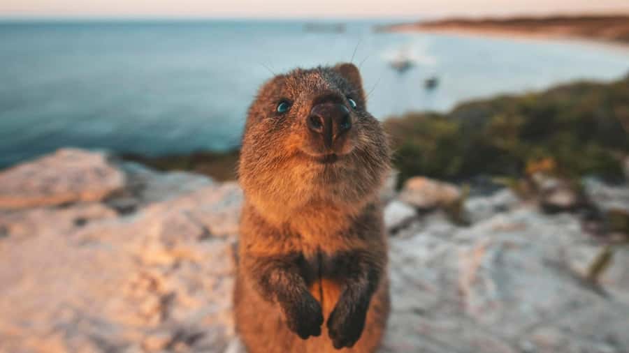 From Perth: Rottnest Island Ferry & Bus Day Tour - After the bus: using your free time well at Rottnest Island