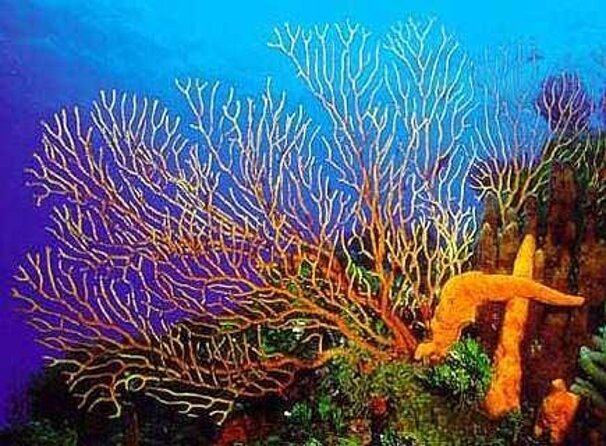 FunDiving in Cozumel - By Ferry - 2 Tanks in the wonderful Caribbean sea - Key things I’d watch for on this Cozumel reef trip