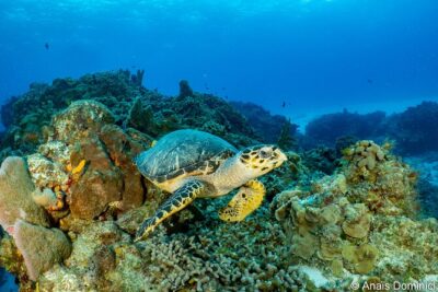 FunDiving in Cozumel - By Ferry - 2 Tanks in the wonderful Caribbean sea - The second Cozumel site: how the trip stays interesting