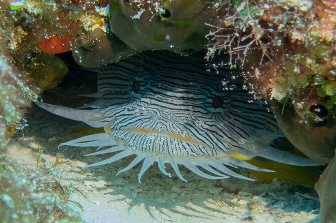 FunDiving in Cozumel - By Ferry - 2 Tanks in the wonderful Caribbean sea - Gear and costs: what you pay extra for (and why)