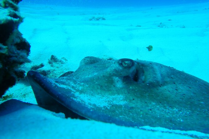FunDiving in Cozumel - By Ferry - 2 Tanks in the wonderful Caribbean sea - Medical questionnaire and timing rules: the practical stuff you can’t ignore