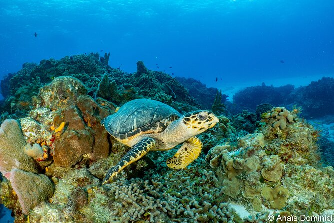 FunDiving in Cozumel - By Ferry - 2 Tanks in the wonderful Caribbean sea - The second Cozumel site: how the trip stays interesting