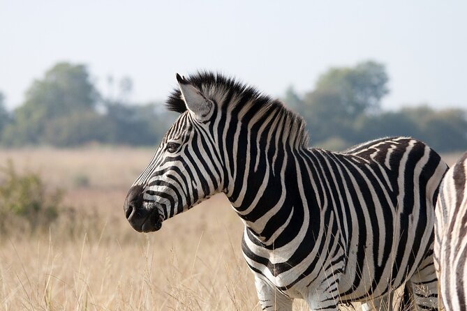 Gambia to Senegal Tour with Ferry Crossing and Safari Park - Return to the border and back to the Gambia: 2 hours that matter