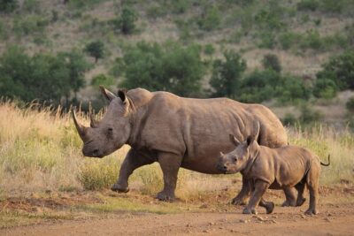 Gambia to Senegal Tour with Ferry Crossing and Safari Park - Fathala Wildlife Reserve: lions, rhinos, elephants, and a real 5-hour safari block