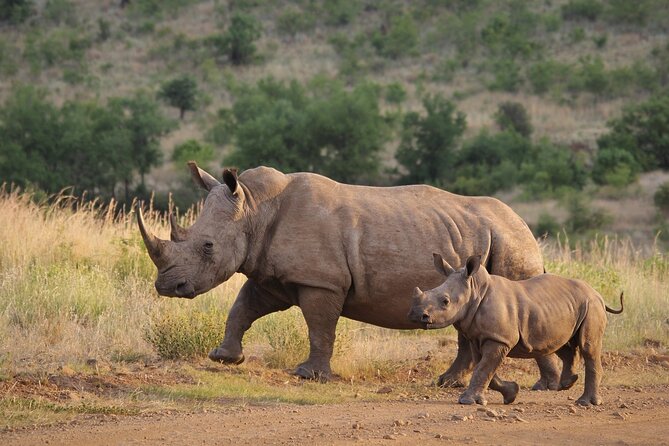 Gambia to Senegal Tour with Ferry Crossing and Safari Park - Fathala Wildlife Reserve: lions, rhinos, elephants, and a real 5-hour safari block