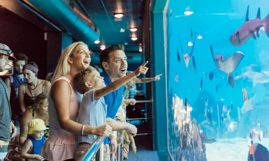 Gold Coast: Sea World Cruise & Entry Combo Ticket - The HOPO ferry: your Gold Coast warm-up