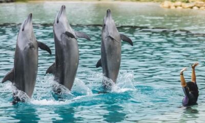 Gold Coast: Sea World Cruise & Entry Combo Ticket - Sea World Gold Coast: marine encounters plus live shows