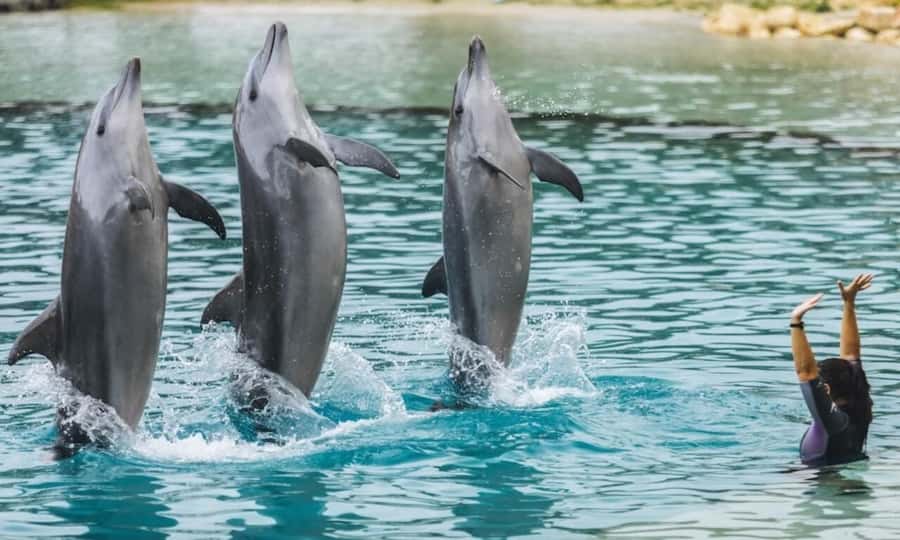 Gold Coast: Sea World Cruise & Entry Combo Ticket - Sea World Gold Coast: marine encounters plus live shows
