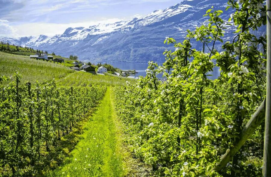 Guided tour: Hardangerfjord, Waterfalls and Ferry crossing - Entering Hardanger: What this tour gets right
