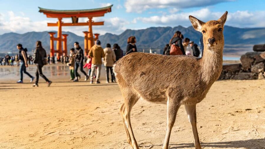 Hiroshima to Miyajima: Private Custom Tour with Ferry Ride - Your Local Host Plan: Questionnaire to Real-World Adjustments