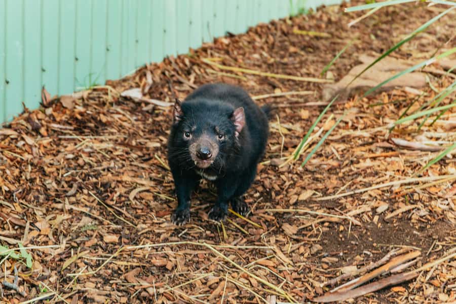 Hobart: Mt Wellington, Mt Field, Bonorong and Richmond Trip - Key points worth your attention