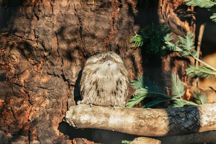Hobart: Mt Wellington, Mt Field, Bonorong and Richmond Trip - Should you book this Hobart wildlife day trip?