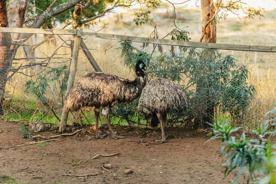 Hobart: Mt Wellington, Mt Field, Bonorong and Richmond Trip - Bonorong Wildlife Sanctuary: kangaroos by hand, Tasmanian devils up close